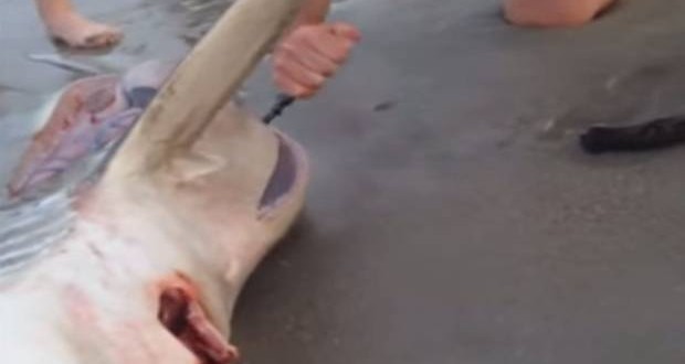 Man Delivers Shark Pups In South Africa - Video : Beachgoers save pregnant dead shark's pups and lead them to their first swim