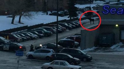 Moose shot and killed in northeast Calgary (Video)