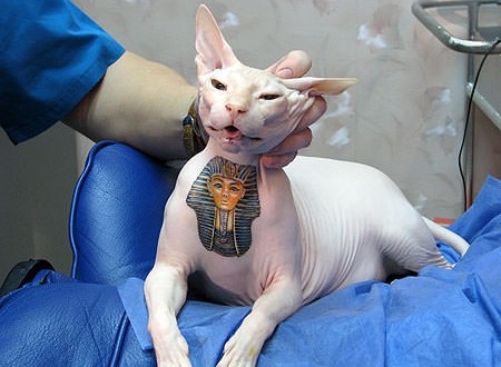Pet tattoo ban in New York : Cuomo Signs Bill Enhancing Protections for Pets Across NY State