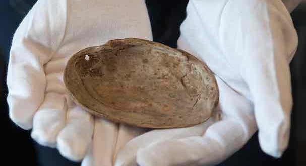 540000-Year-Old Shell Has Oldest Ever ‘Art’ (Video-Photo)