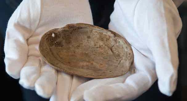 Researchers find world's oldest shell engraving in Indonesia