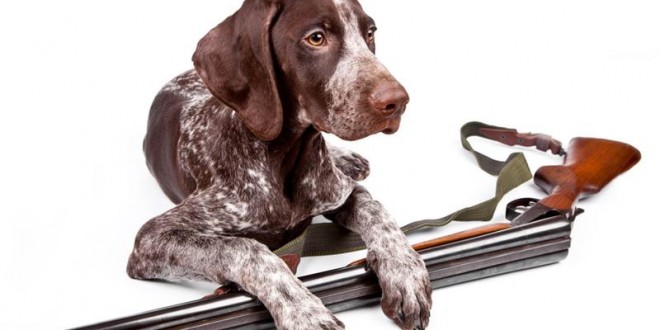 Richard L. Fipps dog - Video: Dog accidentally shoots owner with rifle