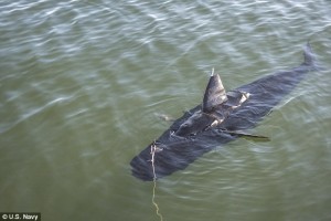 Robot tuna - Video: US Navy developing 'robotuna' to spy on enemy