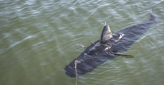 Robot tuna – Video: US Navy developing ‘robotuna’ to spy on enemy