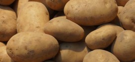 Scientists Claim Potato Extract Could Prevent Obesity