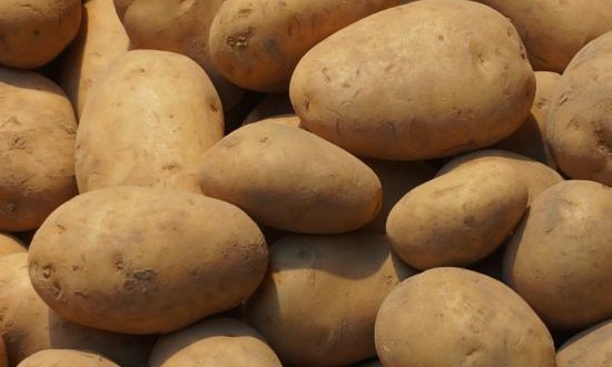 Scientists Claim Potato Extract Could Prevent Obesity