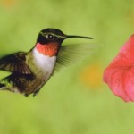 Scientists find fault in hummingbirds' hovering abilities