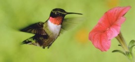 Scientists find fault in hummingbirds' hovering abilities