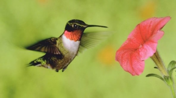 Scientists find fault in hummingbirds' hovering abilities