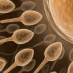 Scientists one step closer to creating human egg, sperm : Study