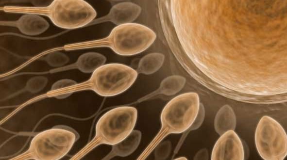 Scientists one step closer to creating human egg, sperm : Study