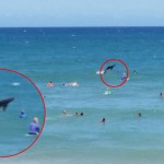 Shark leaps from water during surf contest (Photo)