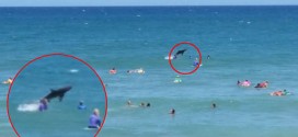 Shark leaps from water during surf contest (Photo)