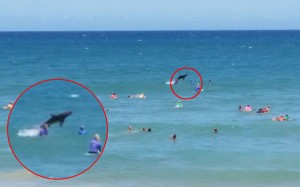 Shark leaps from water during surf contest (Photo)