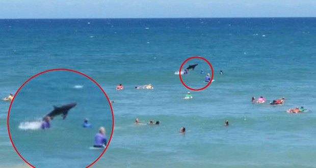 Shark Photobombs Surfing Contest In Australia (Video)