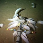 World's Deepest Fish - Video : Aberdeen University sets record for deepest fish
