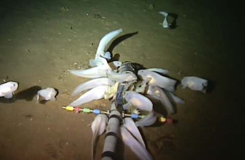 World’s Deepest Fish – Video – Aberdeen University sets record for deepest fish