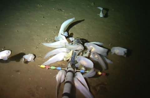 World’s Deepest Fish – Video – Aberdeen University sets record for deepest fish World’s Deepest Fish – Video – Aberdeen University sets record for deepest fish