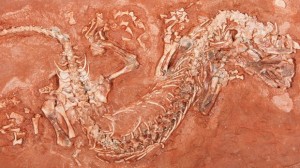 300-million-year-old fossil found by PEI boy fills gap in reptile evolution