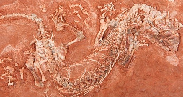 300-million-year-old fossil found by PEI boy fills gap in reptile evolution
