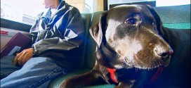 Black Lab Rides Seattle Bus To Dog Park Alone (Video)
