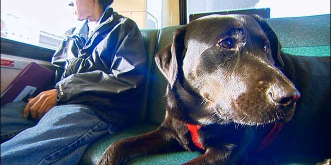 Black Lab Rides Seattle Bus To Dog Park Alone (Video)