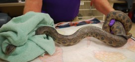 Boa Constrictor in Toilet: Snake Slithers Into Downtown PR Firm's Toilet