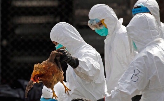 British Columbia resident tests positive for H7N9 avian flu virus