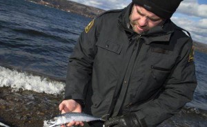 Cape Breton resident concerned by mass mackerel kill: ecologist