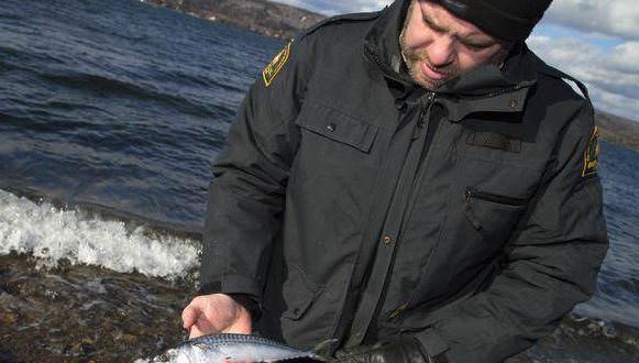 Cape Breton resident concerned by mass mackerel kill: ecologist