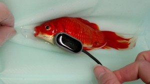 Constipated Goldfish : Pet Owner Saves Goldfish, Spends $500 On Operations