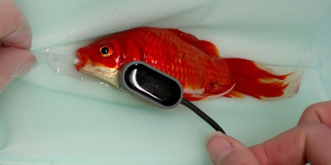 Constipated Goldfish : Pet Owner Saves Goldfish, Spends $500 On Operations