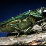 Emerald ash borer has appetite for other trees too, new study says
