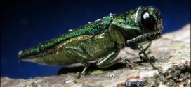 Emerald ash borer has appetite for other trees too, new study says