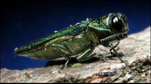 Emerald ash borer has appetite for other trees too, new study says