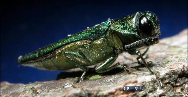 Emerald ash borer has appetite for other trees too, new study says