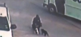 FedEx Driver Steals Puppies - Video : driver caught on camera taking puppies