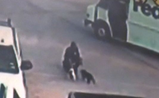 FedEx Driver Steals Puppies – Video : driver caught on camera taking puppies