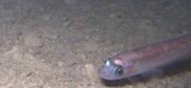 Fish found living beneath Antarctica : Whillans Ice Stream