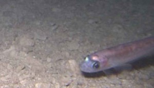 Fish found living beneath Antarctica : Whillans Ice Stream