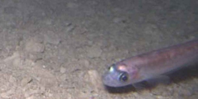 Fish found living beneath Antarctica : Whillans Ice Stream