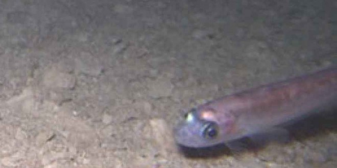 Fish found living beneath Antarctica Whillans Ice Stream