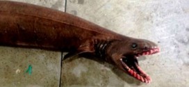 Frilled shark captured : Terrifying 'prehistoric' shark found in Australia (Video)