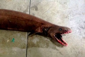 Frilled shark captured : Terrifying 'prehistoric' shark found in Australia (Video)