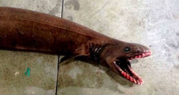 Frilled shark captured : Terrifying ‘prehistoric’ shark found in Australia (Video)