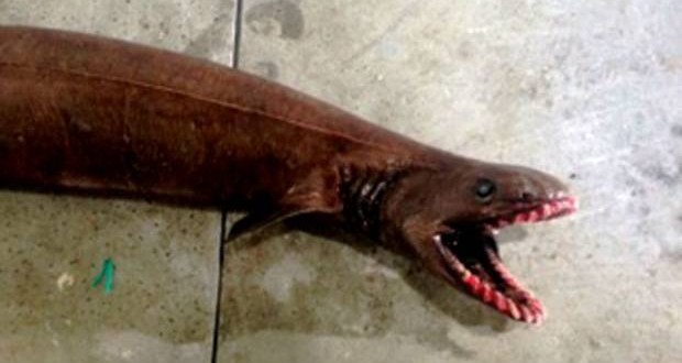 Frilled shark captured Terrifying ‘prehistoric’ shark found in Australia (Video) Frilled shark captured Terrifying ‘prehistoric’ shark found in Australia (Video)