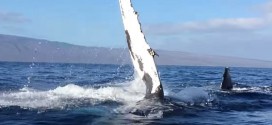Humpback Rams Whale Watching Boat : Video shows moment mother humpback whale rams into boat off Hawaii