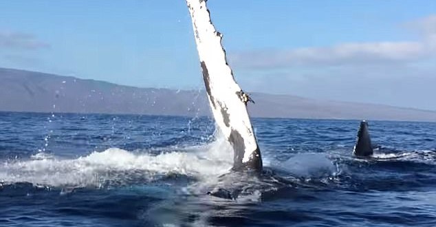 Humpback Rams Whale Watching Boat : Video shows moment mother humpback whale rams into boat off Hawaii