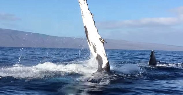 Humpback Rams Whale Watching Boat Video shows moment mother humpback whale rams into boat off Hawaii Humpback Rams Whale Watching Boat Video shows moment mother humpback whale rams into boat off Hawaii