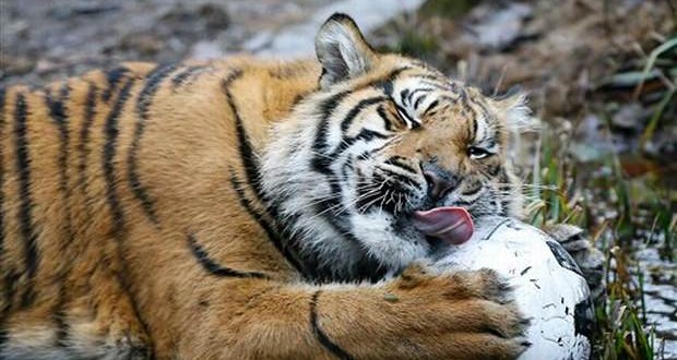 India's Tiger Population : NTCA reports 30.5% growth in tiger population in 2014